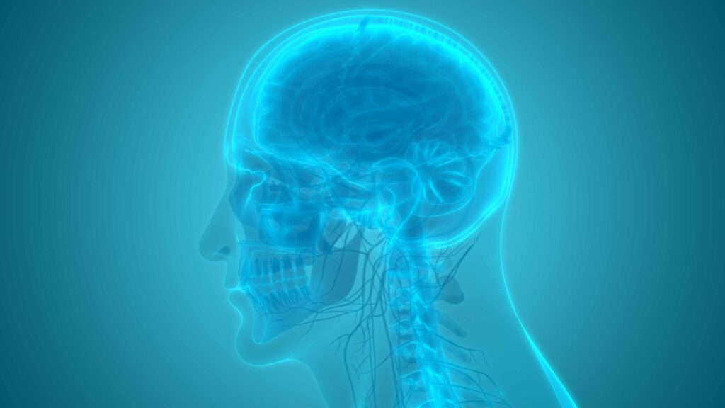 Cerebellum: Definition, Location, and Functions