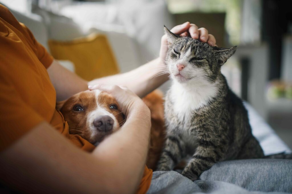 What Being a Cat Person or Dog Person Says About Your Personality