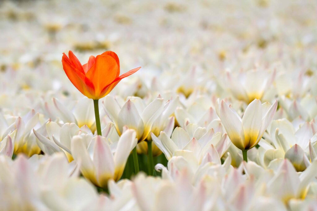 Why Some People Can’t Stand to See You Succeed — Tall Poppy Syndrome Explained