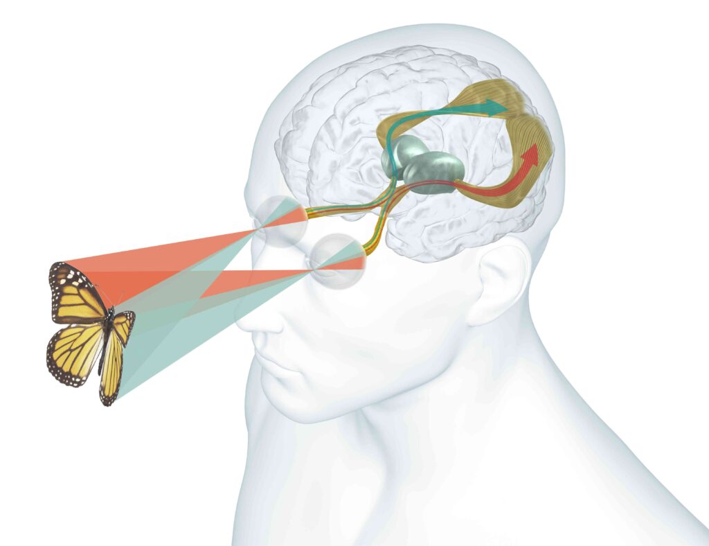 Top-Down Processing and Perception