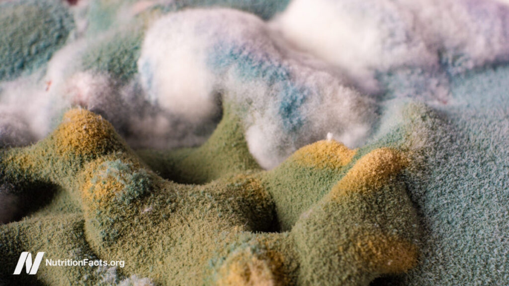 Are the Effects of Ochratoxin Concerning? Are the Effects of Ochratoxin Concerning?