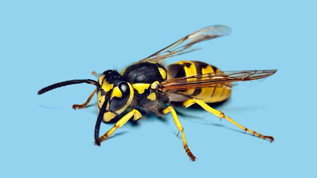Everything You Need to Know About Wasp Stings