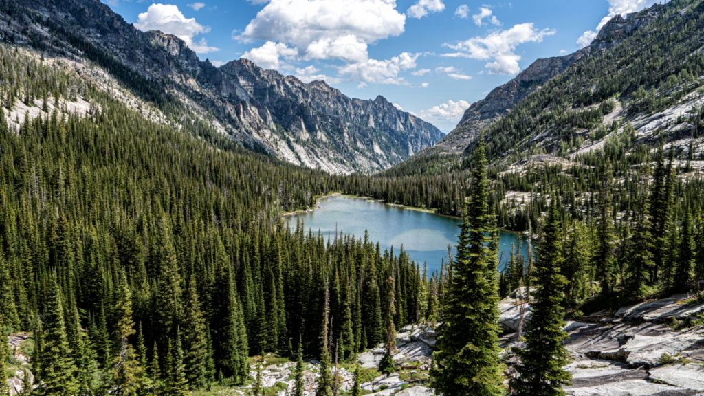 Get a Government Permit to Cut Your Own Christmas Tree at a National Forest