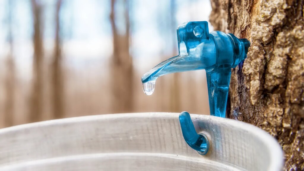 Is Tree Sap Safe to Eat? Risks and Benefits Explained
