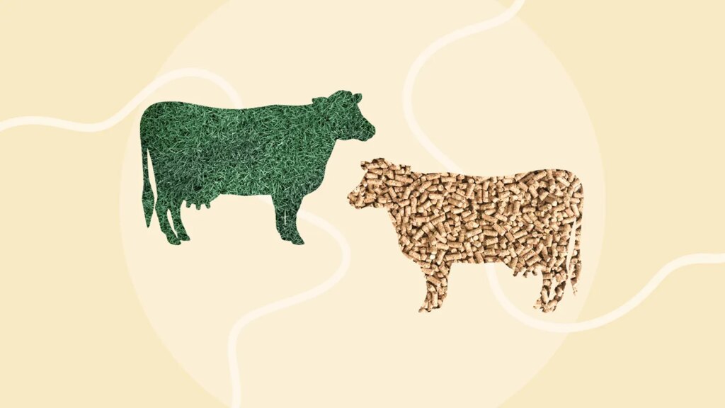 Grass-Fed Butter vs. Regular Butter: What’s the Difference?
