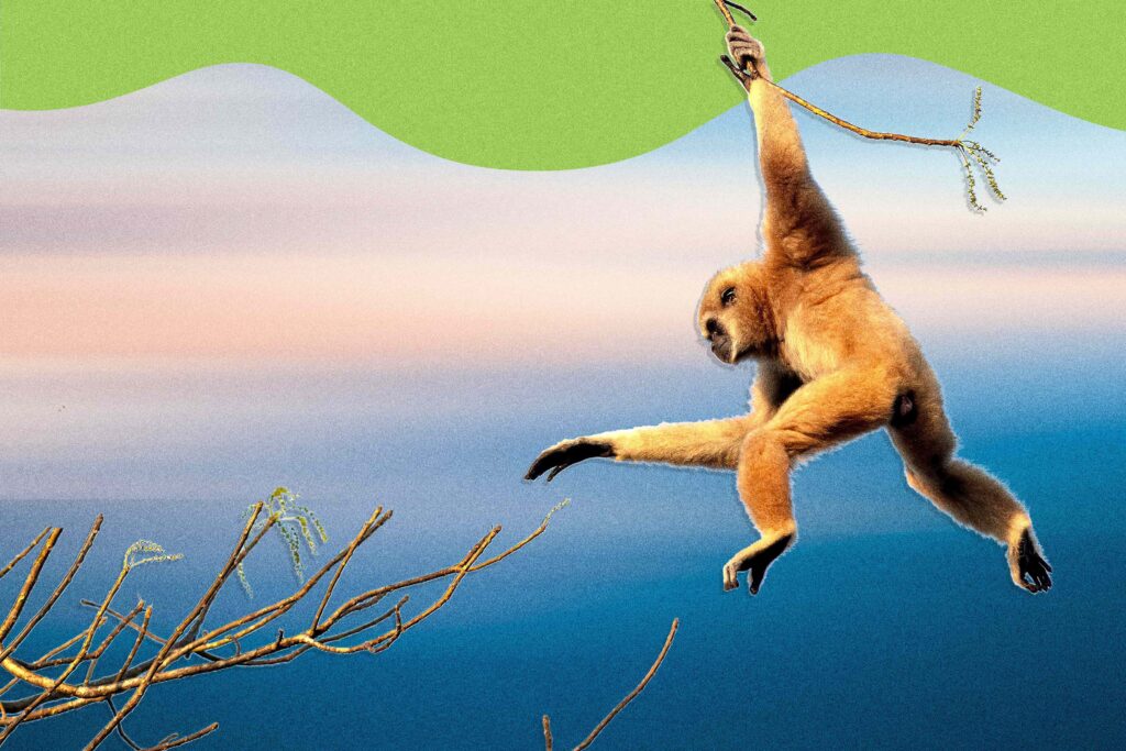 Are You Being ‘Monkey Branched?’ Understanding the Signs of This Subtle Form of Cheating