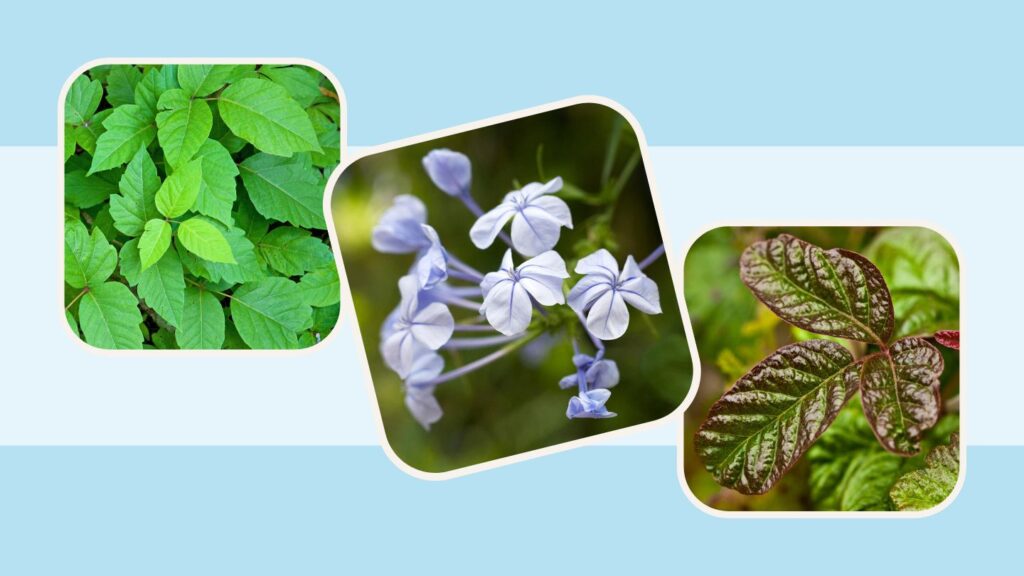 Poison Ivy, Poison Oak, and Others